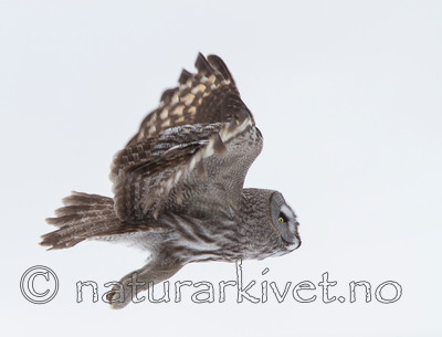 KA_120323_0627 / Strix nebulosa / Lappugle