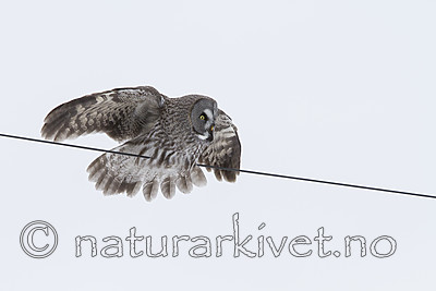 KA_120323_0677 / Strix nebulosa / Lappugle