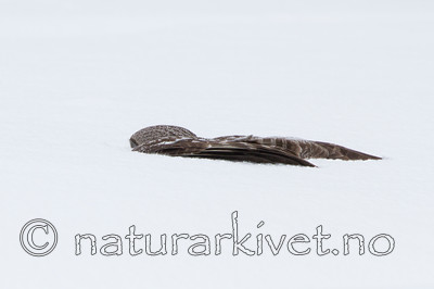 KA_120323_0714 / Strix nebulosa / Lappugle