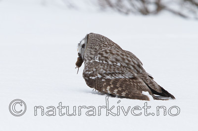 KA_120323_0723 / Strix nebulosa / Lappugle