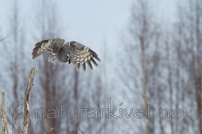 KA_120323_0772 / Strix nebulosa / Lappugle