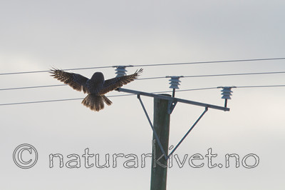 KA_120324_0805 / Strix nebulosa / Lappugle