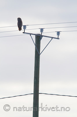 KA_120324_0810 / Strix nebulosa / Lappugle