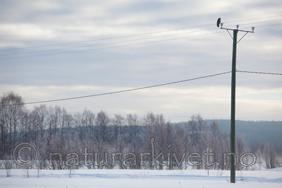 KA_120324_0811 / Strix nebulosa / Lappugle