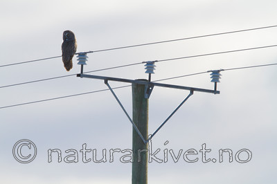 KA_120324_0816 / Strix nebulosa / Lappugle