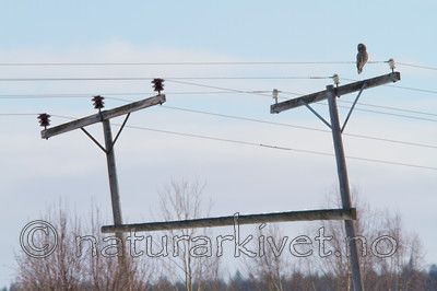 KA_120324_0822 / Strix nebulosa / Lappugle