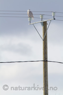 KA_120324_0828 / Bubo scandiacus / Snøugle