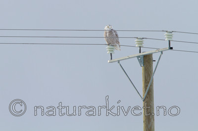KA_120324_0838 / Bubo scandiacus / Snøugle