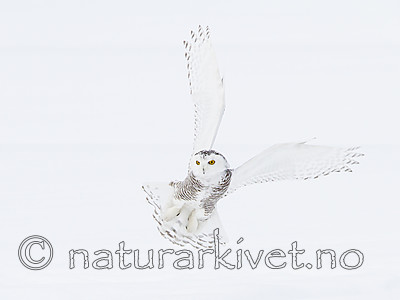 KA_120325_0900 / Bubo scandiacus / Snøugle