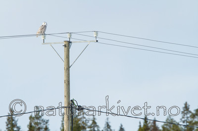 KA_120325_0962 / Bubo scandiacus / Snøugle