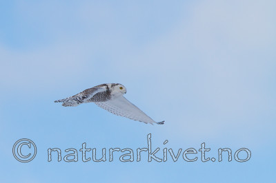 KA_120325_0968 / Bubo scandiacus / Snøugle