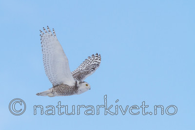 KA_120325_0969 / Bubo scandiacus / Snøugle