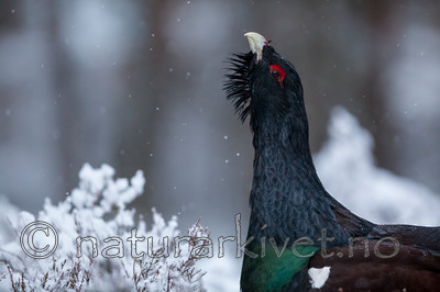 KA_120421_4830 / Tetrao urogallus / Storfugl