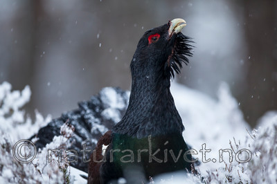 KA_120421_4834 / Tetrao urogallus / Storfugl