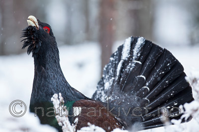 KA_120421_4842 / Tetrao urogallus / Storfugl