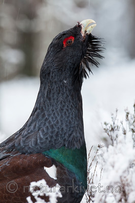 KA_120421_4859 / Tetrao urogallus / Storfugl