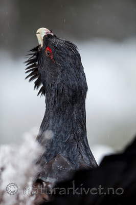 KA_120421_4861 / Tetrao urogallus / Storfugl