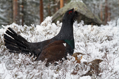 KA_120421_4872 / Tetrao urogallus / Storfugl