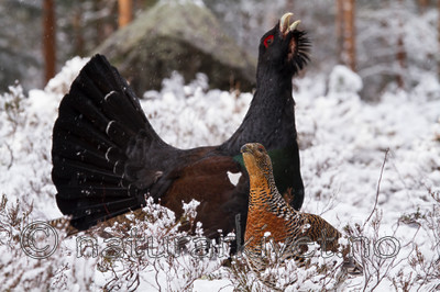 KA_120421_4875 / Tetrao urogallus / Storfugl