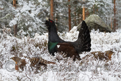 KA_120421_4884 / Tetrao urogallus / Storfugl