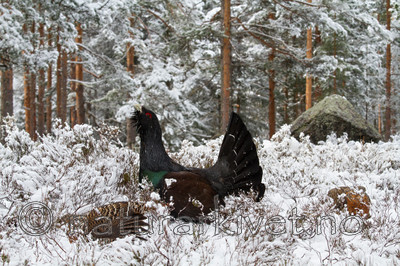 KA_120421_4886 / Tetrao urogallus / Storfugl