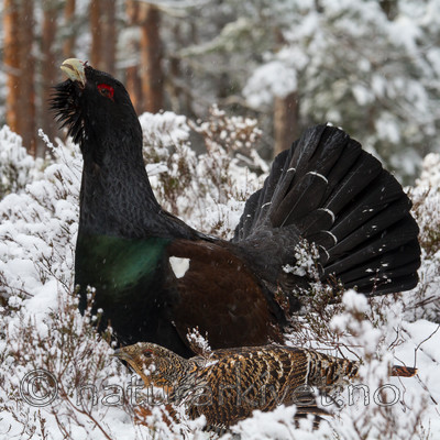 KA_120421_4888 / Tetrao urogallus / Storfugl