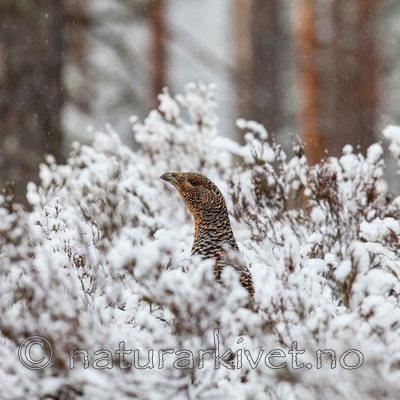 KA_120421_4889 / Tetrao urogallus / Storfugl