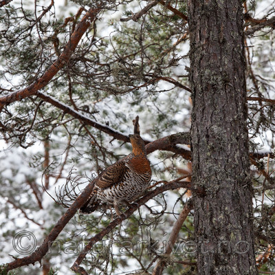 KA_120421_4891 / Tetrao urogallus / Storfugl