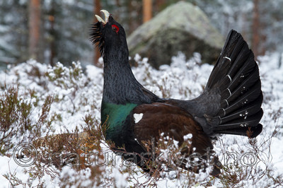 KA_120421_4905 / Tetrao urogallus / Storfugl