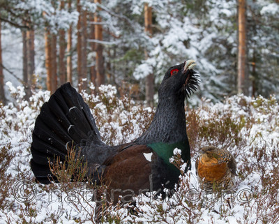 KA_120421_4912 / Tetrao urogallus / Storfugl