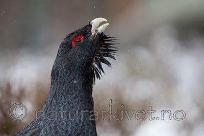 KA_120421_4913 / Tetrao urogallus / Storfugl