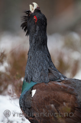 KA_120421_4919 / Tetrao urogallus / Storfugl