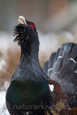 KA_120421_4922 / Tetrao urogallus / Storfugl