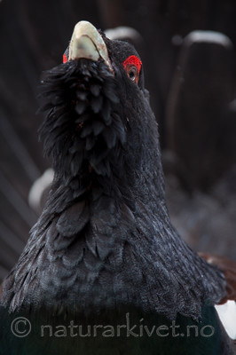 KA_120421_4926 / Tetrao urogallus / Storfugl