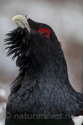 KA_120421_4927 / Tetrao urogallus / Storfugl