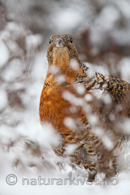 KA_120421_4929 / Tetrao urogallus / Storfugl