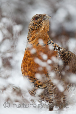 KA_120421_4931 / Tetrao urogallus / Storfugl