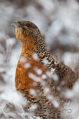 KA_120421_4932 / Tetrao urogallus / Storfugl