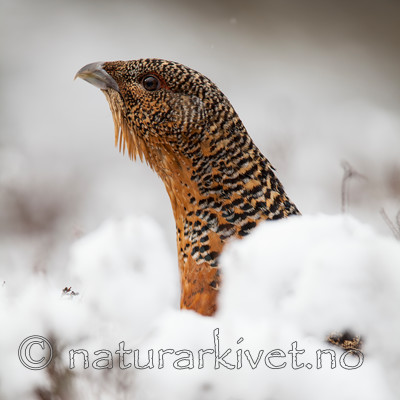 KA_120421_4934 / Tetrao urogallus / Storfugl