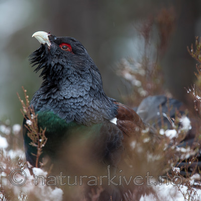 KA_120421_4939 / Tetrao urogallus / Storfugl