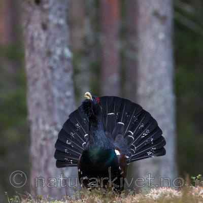 KA_120422_4973 / Tetrao urogallus / Storfugl