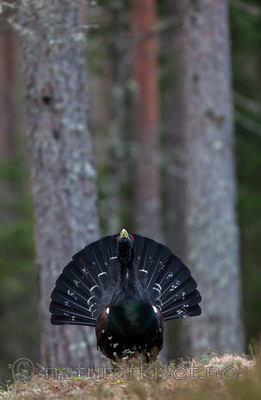 KA_120422_4979 / Tetrao urogallus / Storfugl
