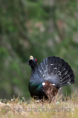 KA_120422_4995 / Tetrao urogallus / Storfugl