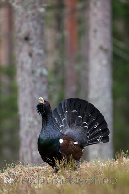 KA_120422_4999 / Tetrao urogallus / Storfugl