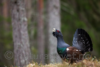 KA_120422_5022 / Tetrao urogallus / Storfugl