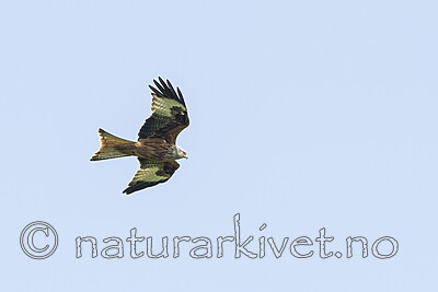 KA_120523_5342 / Milvus milvus / Glente