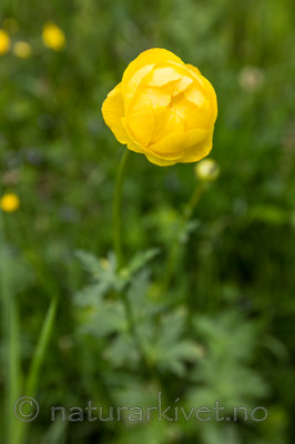 KA_120614_2551 / Trollius europaeus / Ballblom