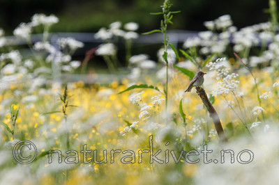 KA_120614_2558 / Muscicapa striata / Gråfluesnapper