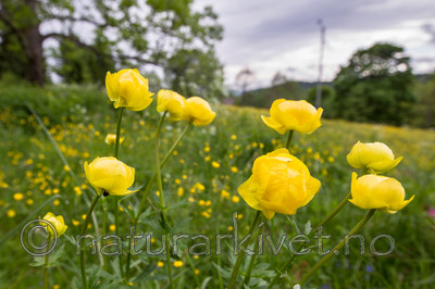 KA_120614_2563 / Trollius europaeus / Ballblom