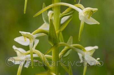 KA_120617_2836 / Platanthera montana / Grov nattfiol